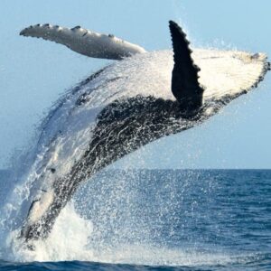 Avistamiento de Ballenas